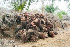 Harga Sawit di Mukomuko Dibawah Rp3.000 per Kilogram