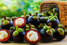 Terkenal Kaya Manfaat, Ternyata Ini Kandungan Vitamin yang Terkandung di Dalam Buah Manggis