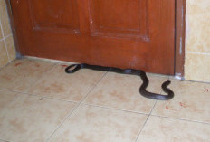 Jangan Panik, Ini Pertolongan Pertama yang Harus Dilakukan Jika Digigit Ular yang Masuk ke Rumah