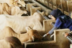 Sapi Bantuan Presiden Diproyeksikan Bakal Disembelih di Air Hitam