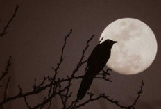 Waspada! Bunyi Burung di Malam Hari Bisa Bertanda Ada Bahaya Mengintai