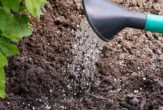 Ini Dia Cara Pembuatan Pupuk dari Kotoran Hewan yang Cocok untuk Semua Jenis Tanaman