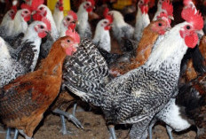 Tips Memasak Ayam Kampung Enak dan Cepat Empuk Tanpa Perlu Pakai Bahan Berbahaya