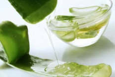 Kadung Diserang Wasir, Resep Simpel dari dr Zaidul Akbar Ini Ampuh Buat Kamu Sembuh