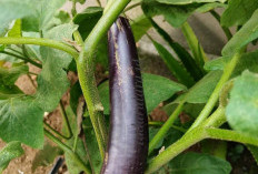 Ternyata Golongan Darah Ini Dilarang Makan Terong, Bisa Fatal Jika Dilanggar