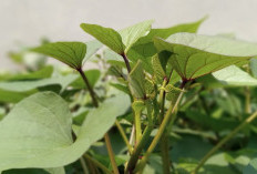 Daun Ubi Jalar Ampuh untuk Atasi Masalah Nyeri Haid Hingga Sakit Jantung