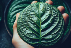 Kaum Hawa Belum Tau! Dedaunan yang Tumbuh di Pekarangan Ini Bisa Cerahkan Kulit, Berikut Cara Membuatnya