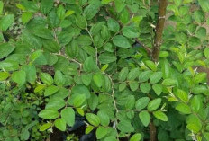 Jangan Sampai Tidak Tahu, Ini Tanaman yang Diyakini Bisa jadi Penangkal Santet dan Pelet