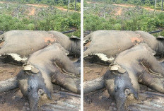 2 Ekor Gajah Ditemukan Mati, BKSDA Bengkulu-Lampung Turunkan Tim
