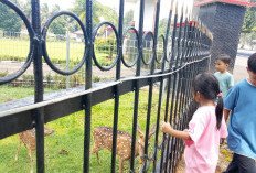 5 Ekor Rusa di Rumdin Bupati Bengkulu Utara Jadi Wisata Dadakan