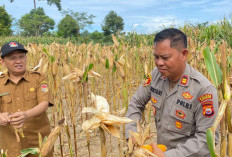 Panen Jagung Melimpah, Polisi Hadir Jadi Penggerak Semangat Petani di Lubuk Pinang