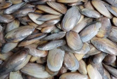 Nafsu Makan Bakal Bertambah, dengan Resep Gulai Kijing Khas Bengkulu