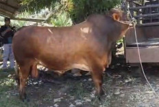 Kurban Presiden Prabowo, Sapi Brahma 880 Kg Milik Warga Gunung Payung Dihargai Rp97 Juta