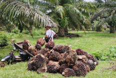 Harga TBS Anjlok, Petani Sawit Bengkulu Utara Mulai Resah