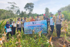 Didukung TNI/Polri dan KWT, Hasil Panen Jagung Desa Air Petai Melimpah