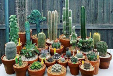 Tak Perlu Gunakan Alat Jutaan, Cukup Letakan Tanaman Ini, Maka Polusi Udara di Rumahmu Langsung Pergi