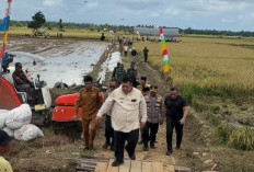 Target IP 300 Tertahan, Produksi Padi di Mukomuko Tembus 7 Ton per Hektare