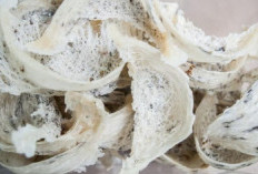 Kenapa Sarang Burung Walet Harganya Selangit? Ini Jawabannya