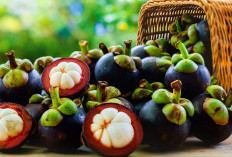 Resep Herbal Berbahan Buah Manggis dari dr Zaidul Akbar, ini Dipercaya Bisa Obati Sel Kanker pada Payudara