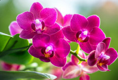 Jangan Menanam 7 Tanaman Ini Jika Tak Ingin Mengundang Ular ke Area Rumah