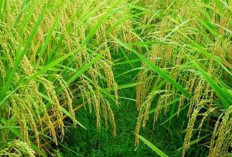 Pastikan Tanaman Padimu Tak Terserang Hama Wereng dengan Melakukan Cara Ini