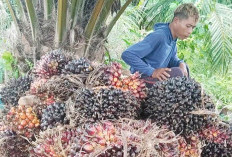 Harga TBS Sawit di Mukomuko Masih Bertahan di Rp2.950 per Kilogram