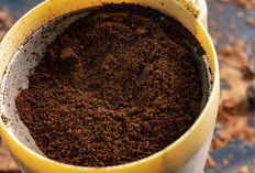 Manfaatkan Ampak Kopi Sebagai Pupuk Alami untuk Menyuburkan Tanaman Cabe 
