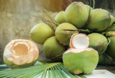 Tak Banyak yang Tahu, Ini Khasiat Luar Biasa Air Kelapa Muda Serta Cara Memilih Air Kelapa Muda Berkualitas