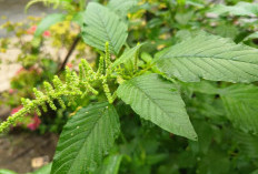 5 Sayuran Ini Cocok sebagai Pengganti Skincare yang Mengandung Retinol yang Bisa Mencegah Penuaan Dini