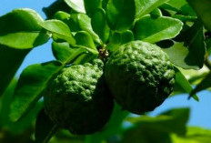 7 Manfaat Daun Jeruk Purut Bagi Kesehatan Tubuh