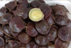 Tak Hanya Enak Dijadikan Lalapan, Ternyata Jengkol Muda Juga Kaya Akan Manfaat