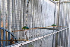 10 Ide Aviary Mini Agar Tetap Terlihat Cantik Alami, Sehingga Membuat Rumah Makin Nyaman