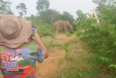 Video Masyarakat Halau Gajah Beredar, BKSDA Sebut Habitat Gajah