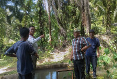 Irigasi Jebol Belum Tertangani, Petani Bertahan dengan Perbaikan Swadaya