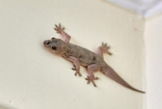 5 Bahan Dapur Pengusir Cicak, Dijamin Cicak Benci Aromanya