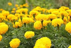 Tanaman yang Wajib Ada di Pekarangan Rumah, Karena Bisa Membantu Mengusir Nyamuk