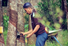 Produksi Turun, Harga Getah Karet di Bengkulu Utara Tembus Rp17 Ribu