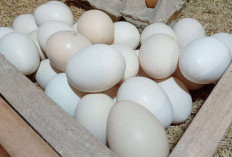Temukan Manfaat Yang Tidak Terduga Dari Konsumsi Telur Ayam Kampung Bagi Kesehatan, Ada Juga Manfaatnya Bagi P