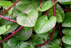Dikenal Sangat Efektif Dalam Kesehatan Tubuh, Ini Cara Merebus Daun Binahong, Dosis Yang Dianjurkan