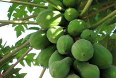 Sering Ada di Pekarangan, Ternyata 7 Tanaman Ini Bisa Membuat Rezeki Seret, Yakin Masih Mau Mempertahankannya?