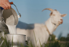 Jangan Dilewatkan, Nikmati Manfaat Konsumsi Susu Kambing Bagi Kesehatan Tubuh