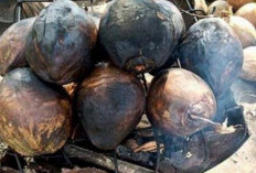 Kelapa Bakar Jadi Minuman Berkhasiat Khas Bengkulu, Ini Perbedaannya dengan Diminum Langsung