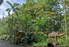 Berburu Jajanan di Taman Remaja Bengkulu, Cocok untuk Nyantai Sore Bawa Keluarga