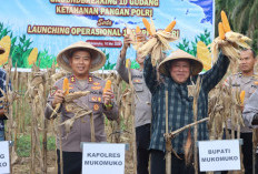 Polres Mukomuko Perkuat Ketahanan Pangan, Panen Jagung hingga Bangun Gudang Penyimpanan