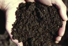 Waspada Ternyata Masih Banyak Jimat Sihir yang Sering Digunakan