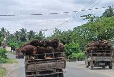 Antrean 3 Hari di PKS dan Disparitas, Harga TBS Jadi Masalah Bagi Petani di Pedalaman