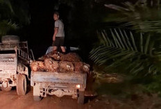 Aktivitas Panen Sawit Ilegal di Area Ops Merah Putih, Kinerja Satgas Gakkumhut Disorot