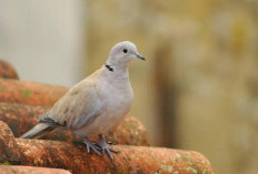 Tuah Burung Perkutut, Mendatangkan Kekayaan untuk Orang dengan 7 Profesi Ini, Apa Kamu Termasuk?