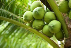 5 Minuman Alami Ini Bisa Membuat Kulit Sehat dan Glowing, Rasakan Sendiri Khasiatnya