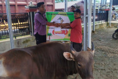 Pemdes Bukit Makmur dan Perusahaan Perkuat Kepedulian Lewat Penyaluran Hewan Kurban